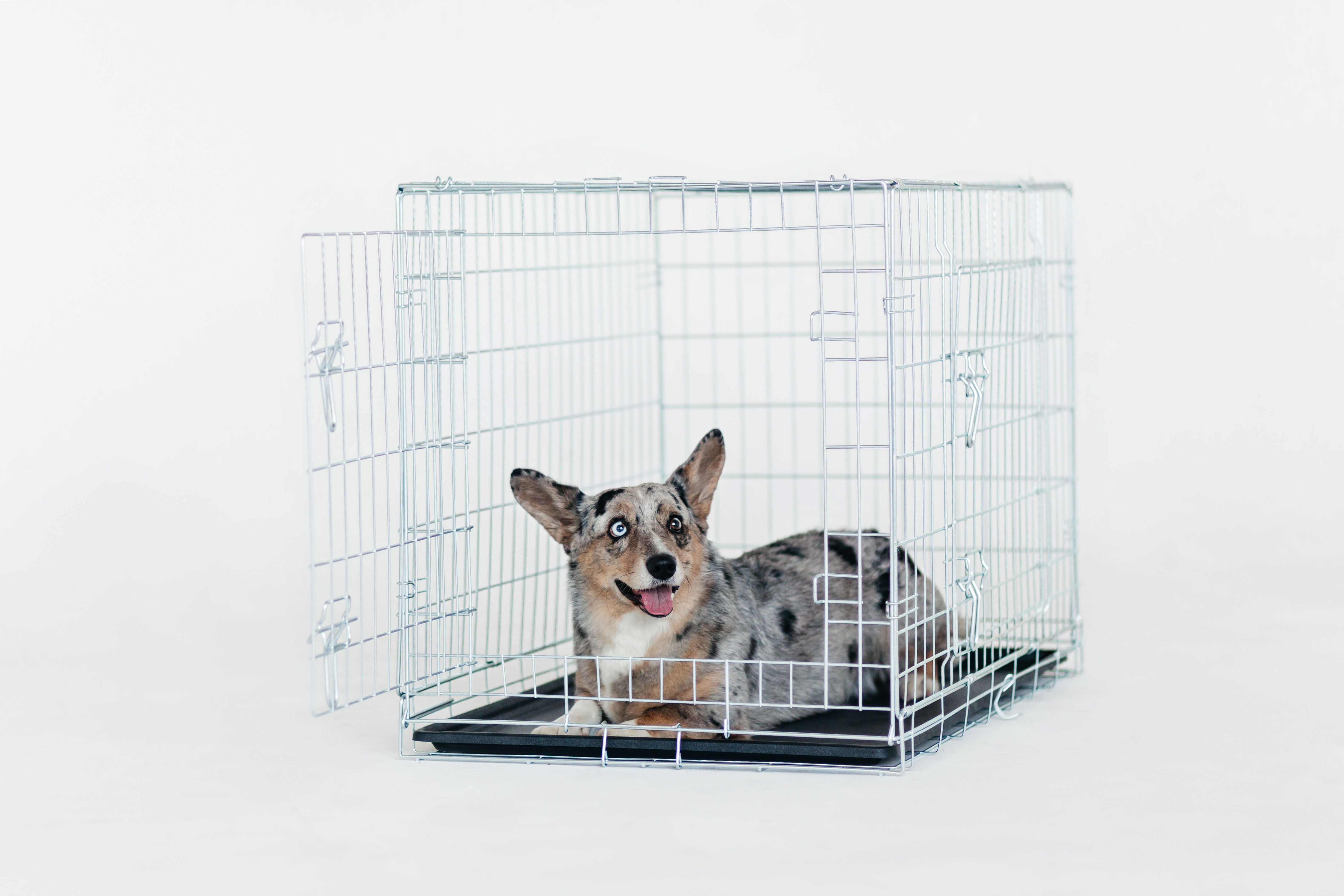 Клетка для собак цинк 2-х дверная  60х42,5х49см с пластиковым поддоном (-)
